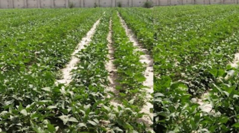 Chinese Intercropping Tech Spreads to Pakistan, Upgrading Agricultural Practices