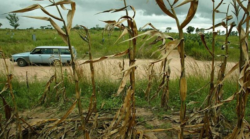Zimbabwe: El Nino-linked drought threatens maize production