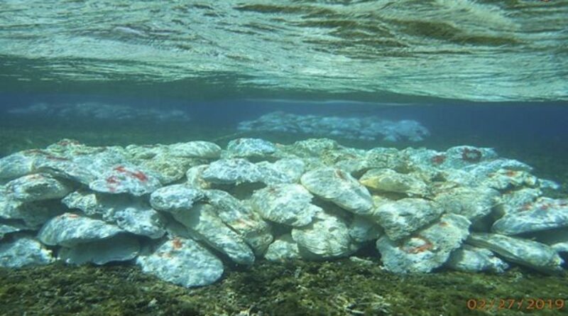 World Oceans Day: Coral reefs experiencing bleaching