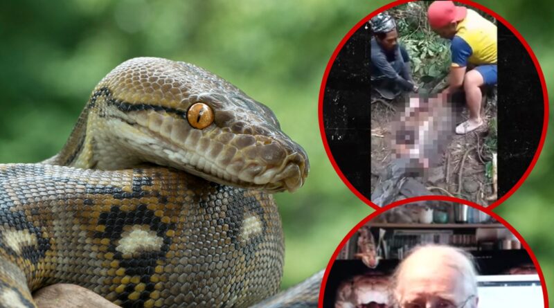 Snake Expert Gives Horrifying Detail of Python Eating Woman