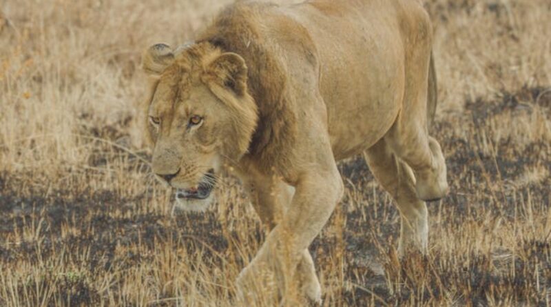 3-Legged Lion Sets Swimming Record in Crocodile-Filled River