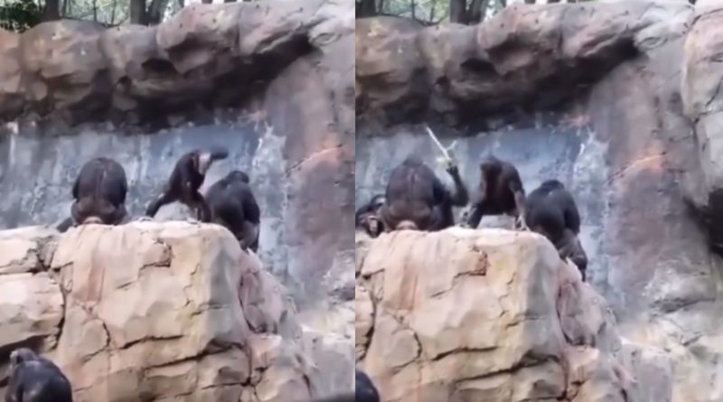 Viral Video: Mama Chimp Beats Misbehaving Kid for Throwing Rocks at People | WATCH