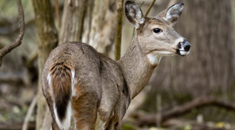 Prion Disease Is Spreading in Deer. Here’s What We Know About the Risk to Humans