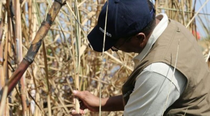 Sudan: Decimated Sudan Sugar Industry Faces Bleak Future