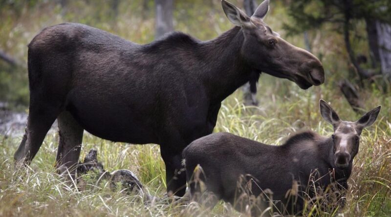 Moose hunting YouTube video ends with major fines for 2 Sask. men