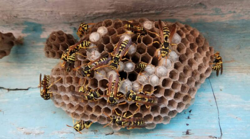 Welsh Man Lucky to Be Alive After Getting Stung 240 Times by Wasps