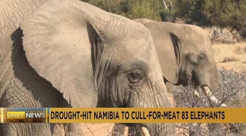 Namibia to cull over 700 wild animals, including 83 elephants