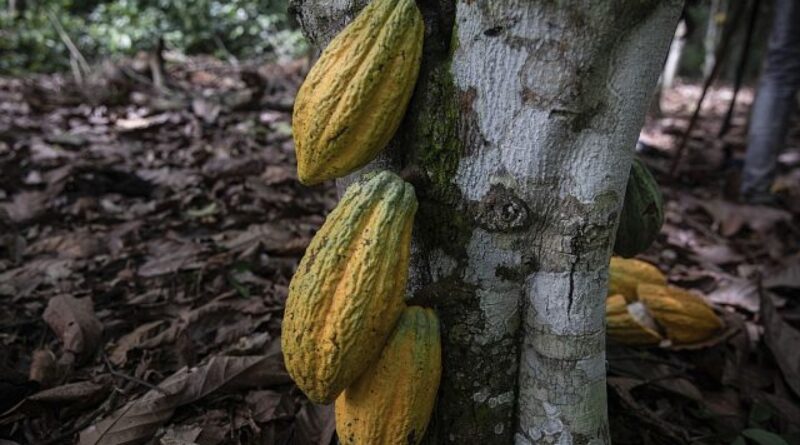 Ghana to raise cocoa farmgate price