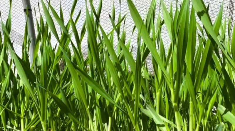 Farmer creates machinery that smashes ‘bejesus’ out of weed seeds