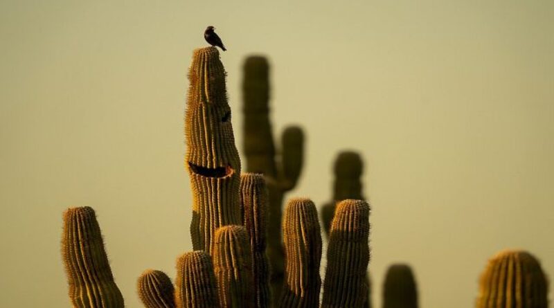 “Cactus Thiemann Garden” establishes as one of the largest of its kind in Africa