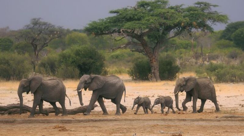 Zimbabwe announces plans to cull dozens of elephants, due to food shortages from drought