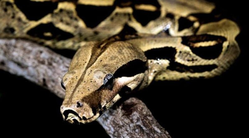 Thirteen-foot python strangles Thai woman for 2hrs before dramatic rescue