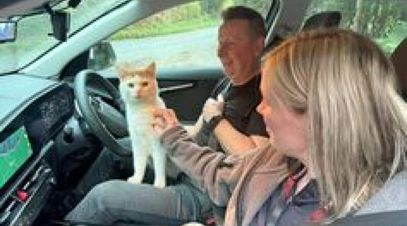 Cat found 300 miles away from home after going missing from Scotland to Coventry