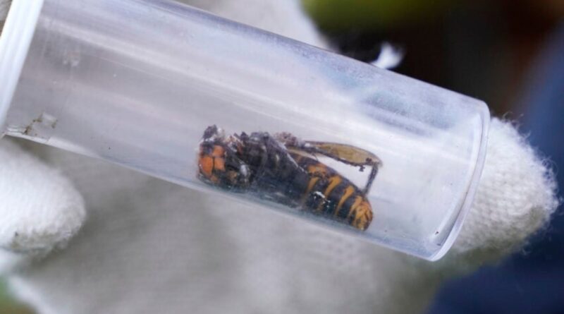 Invasive ‘murder hornets’ are wiped out in the U.S., officials say