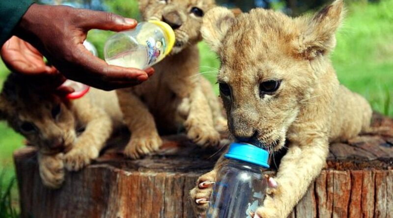 Footage of three rare Northern African lion cubs released