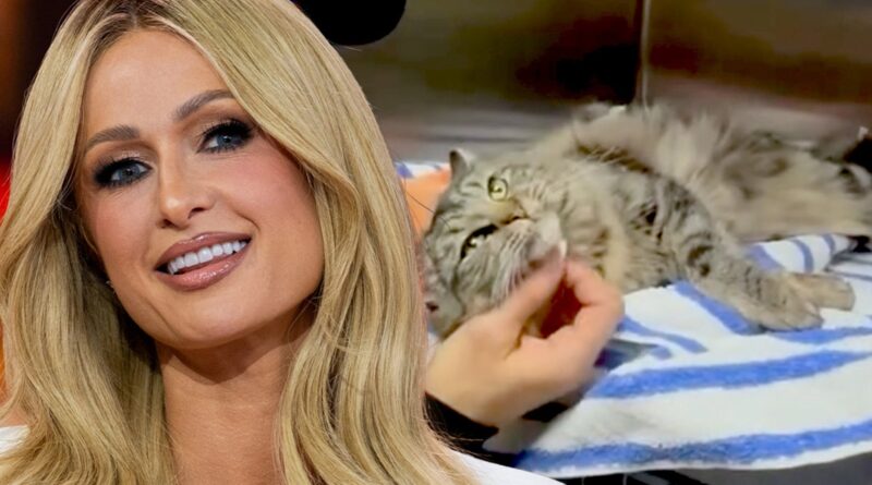 Paris Hilton Helps Reunite L.A. Wildfire Victims With Their Cat