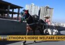 Ethiopian vets raise awareness about health and welfare of working horses