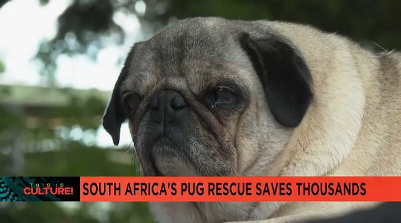 Rescue centre in South Africa saves thousands of abandoned pugs