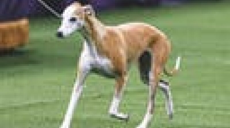 2025 WKC Dog Show: Bourbon the Whippet headlines Day 1 winners