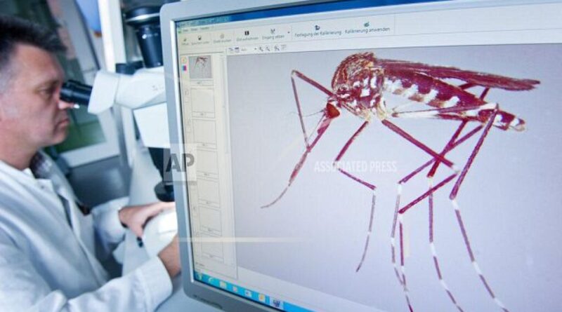 Genetic Modification of Mosquitos: A Potential Breakthrough in the Fight Against Malaria