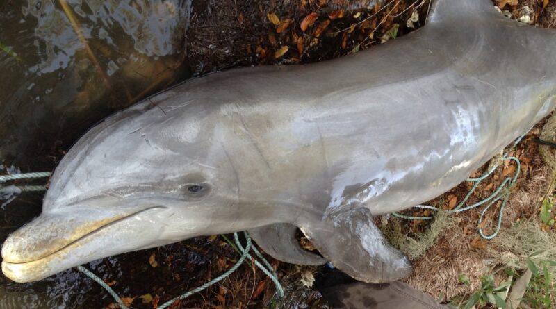 Starving Dolphins in Florida Traced to Algae Bloom Fueled by Human Waste