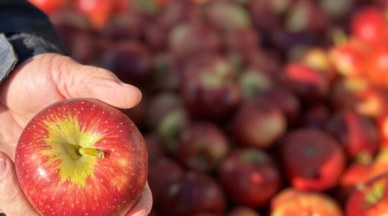 Apple growers no longer at mercy of supermarkets with China agreement