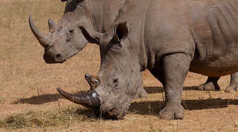 Poachers kill more than 100 rhinos in South Africa