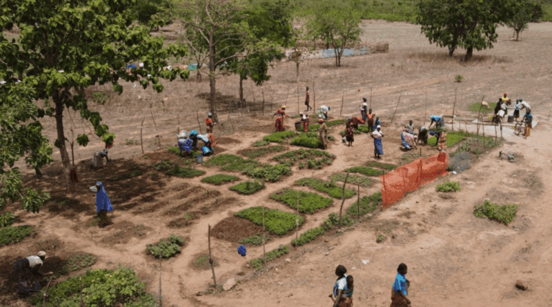 Ending hunger, one household farm at a time