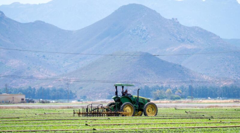 As the summer harvest season launches, confusion and uncertainty hang over California fields
