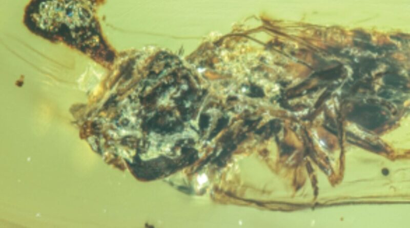 Unreal Amber Fossils Show ‘Last of Us’ Zombie Fungus Terrorizing Bugs During the Cretaceous