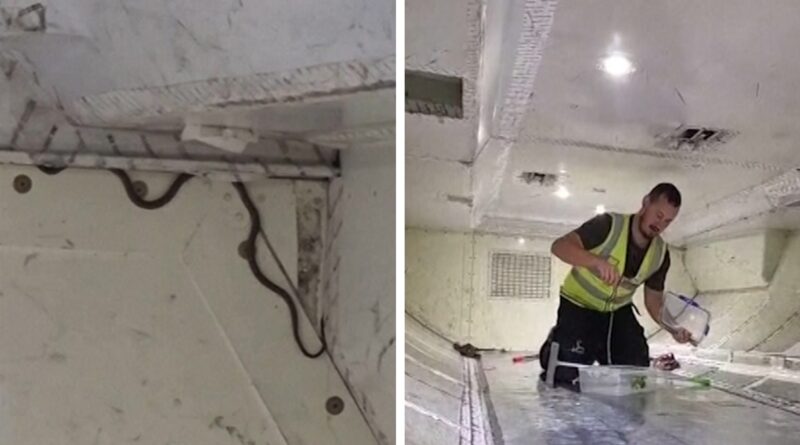 Snake On A Plane Delays Australia Flight, Removed By Snake Catcher