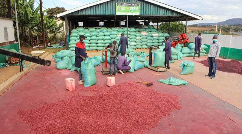 Empowering youth in agriculture could boost global economy, FAO report says