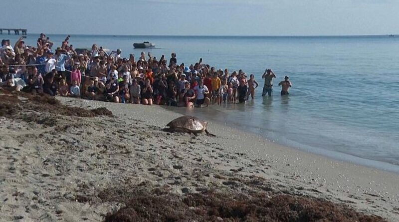 WATCH: ‘Pennywise’ the sea turtle released back into Atlantic