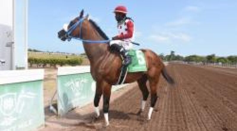 Unguided Missile to strike in Reggae 6 opener