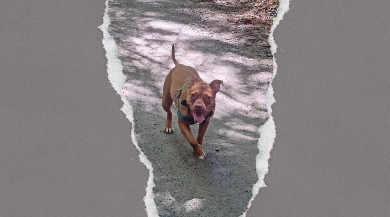 What my reactive dog has taught me about rental culture