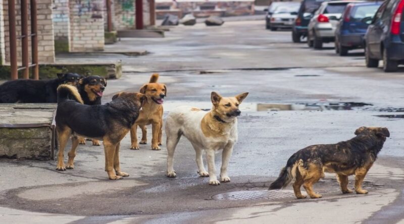 Woman Sentenced to Prison for Poisoning Dogs in Cairo’s 6th  of October City