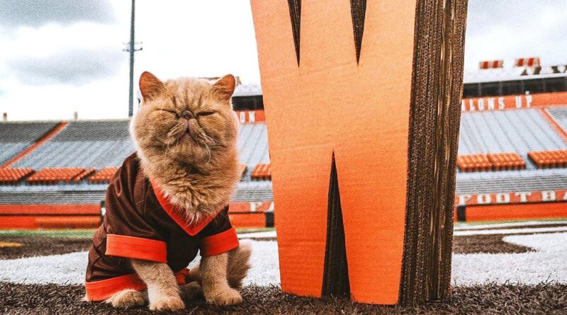 Bowling Green’s unofficial mascot: Pudge the cat