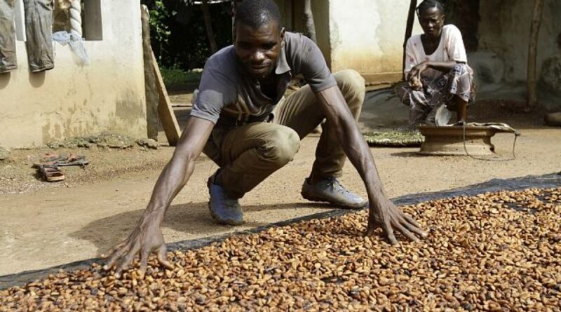 Ivory Coast sets new cocoa price ahead of upcoming elections