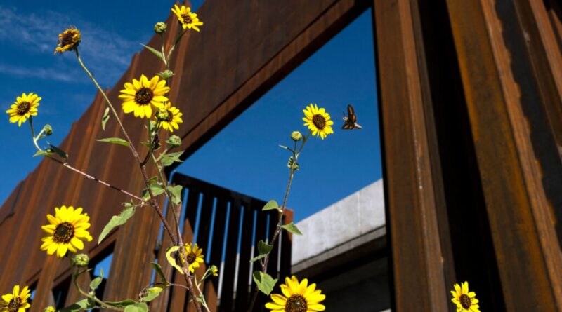 The US-Mexico Border Wall May Pose Perils to Pollinators