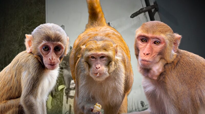 Possible Monkey Sighting Nearly 3 Days After Truck Crash Releases Several into Wild