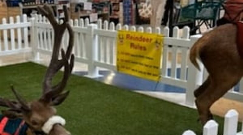 Live reindeer display scrapped at Australian shopping centre after animal welfare concerns